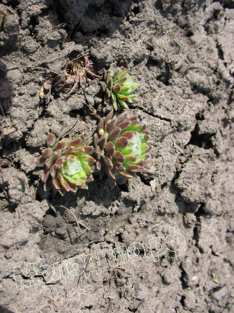 Sempervivum