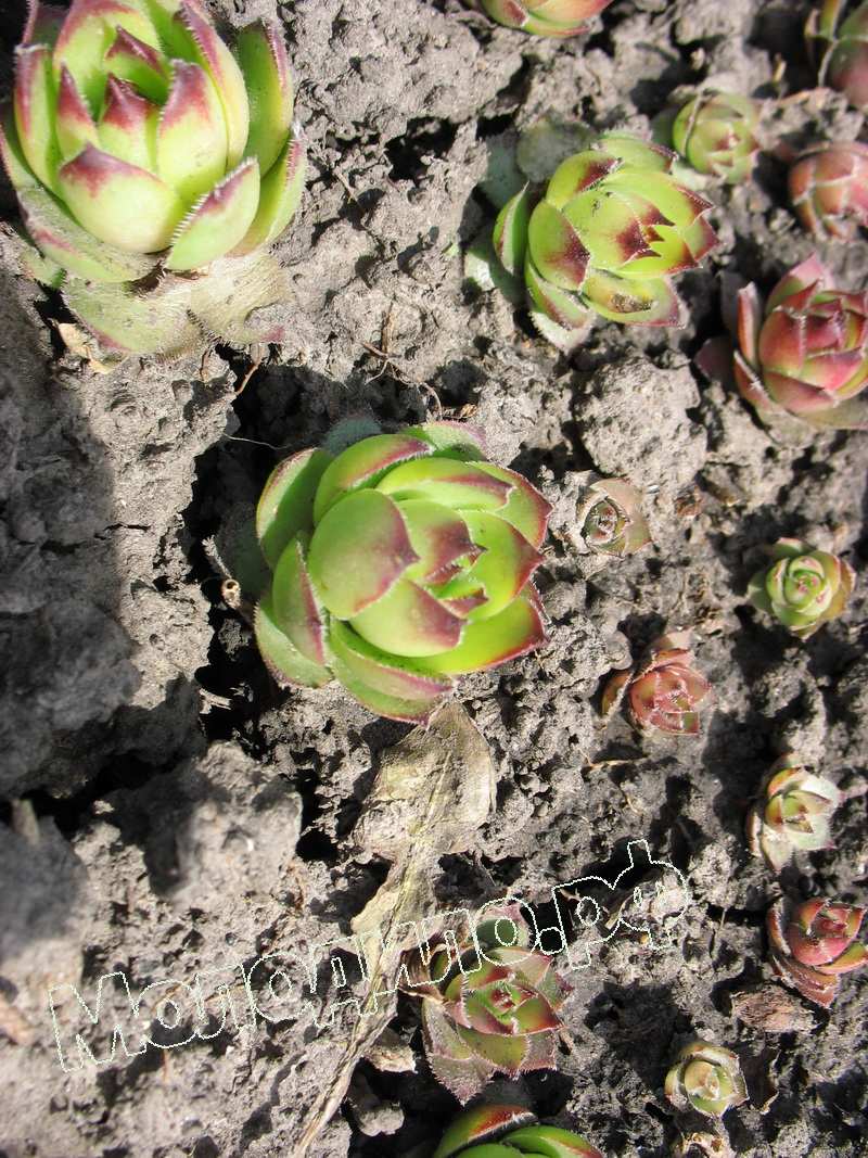 Sempervivum