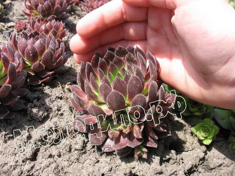 Sempervivum