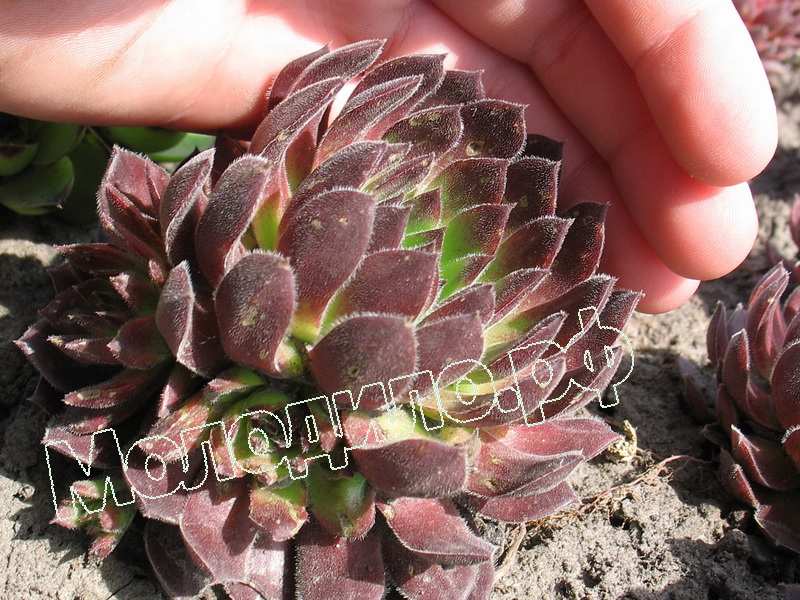 Sempervivum