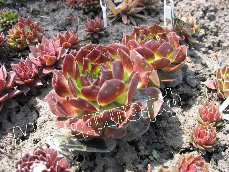 Sempervivum