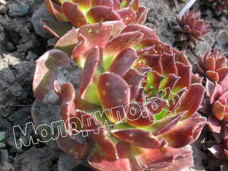 Sempervivum