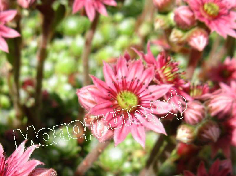 Sempervivum