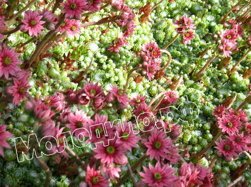 Sempervivum