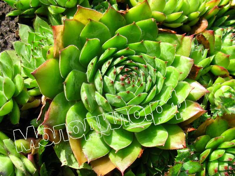 Sempervivum