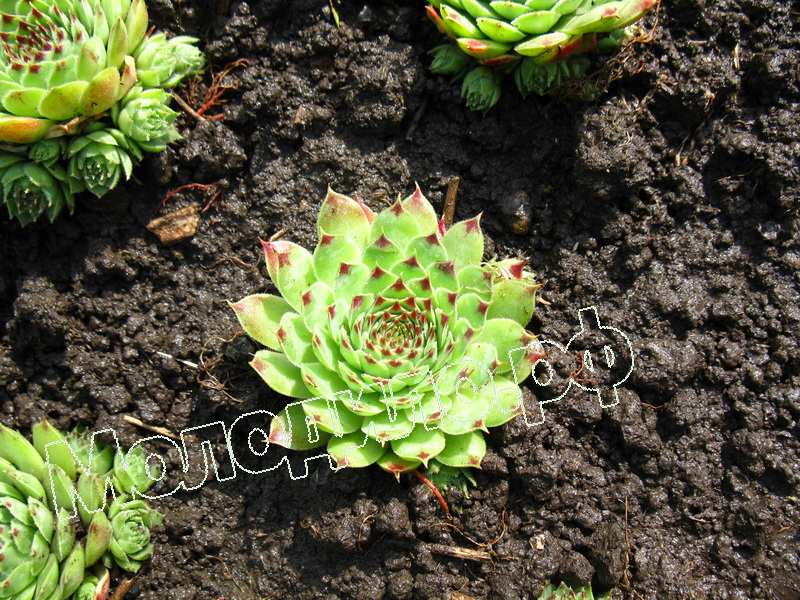 Sempervivum