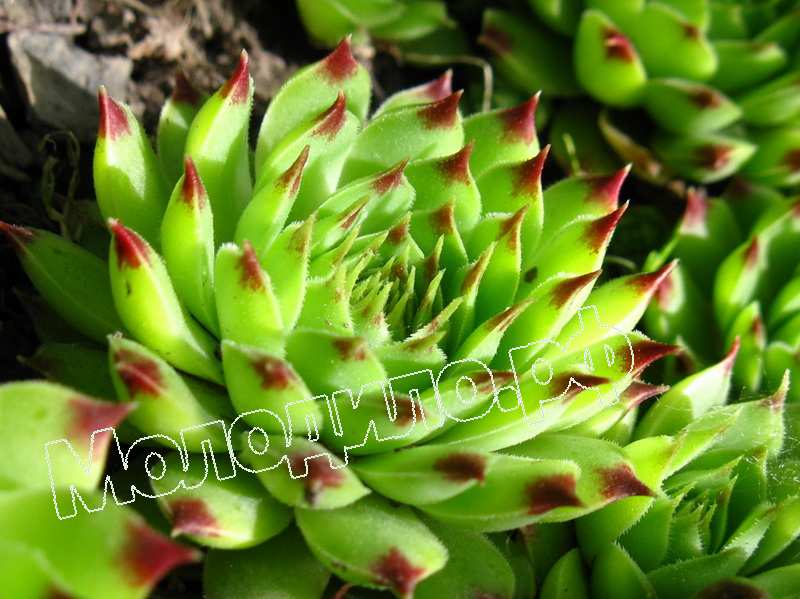 Sempervivum