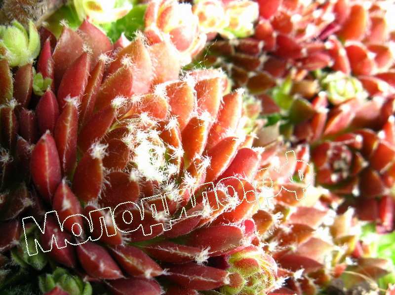 Sempervivum