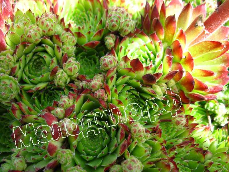 Sempervivum