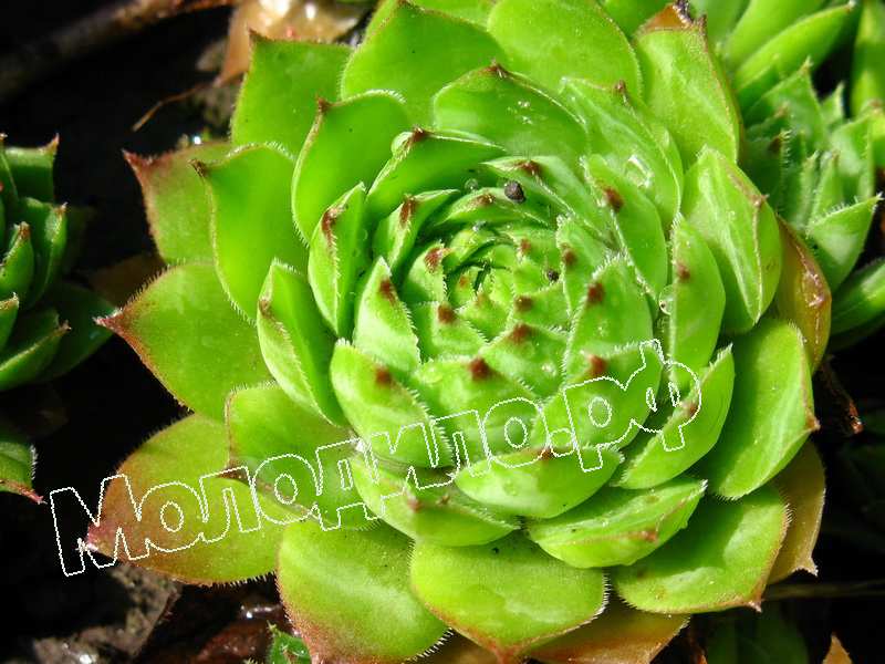 Sempervivum