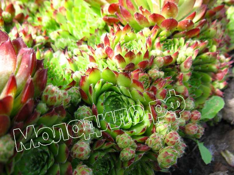 Sempervivum