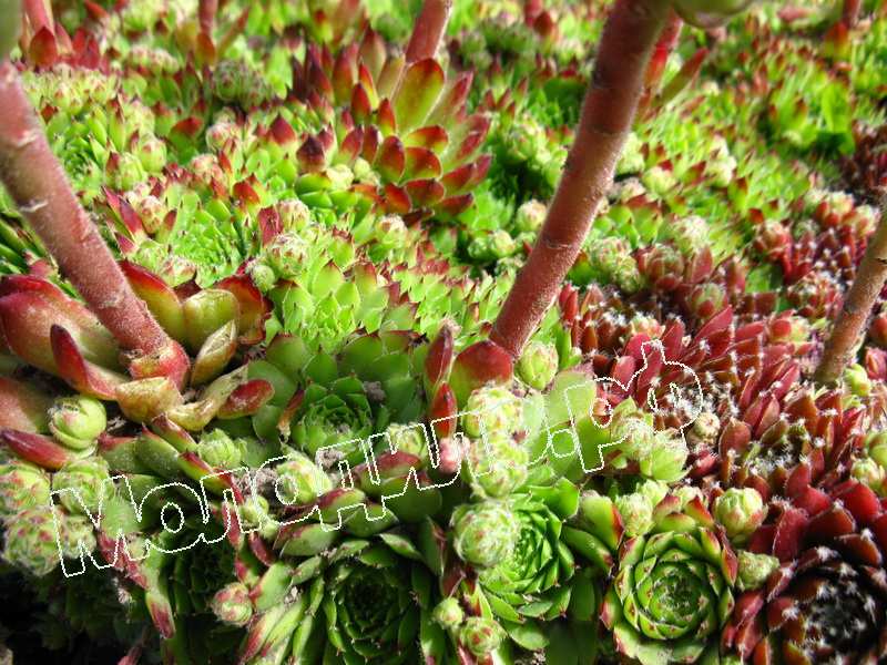 Sempervivum