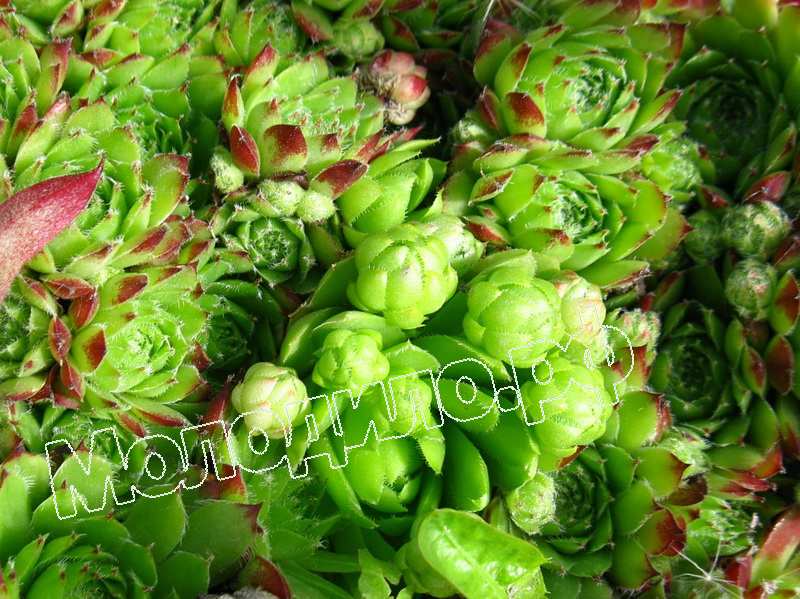 Sempervivum