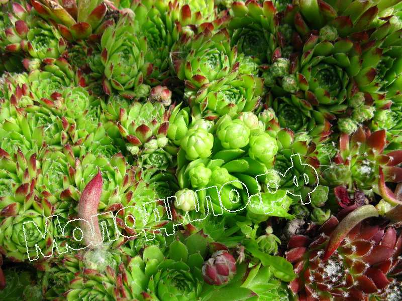 Sempervivum