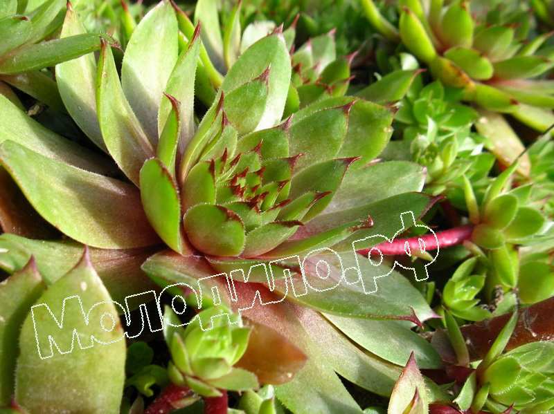 Sempervivum