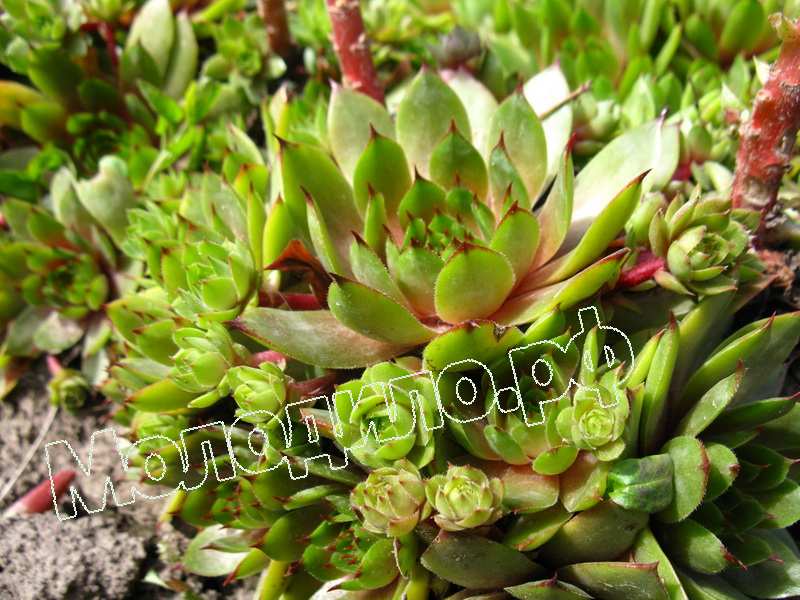 Sempervivum