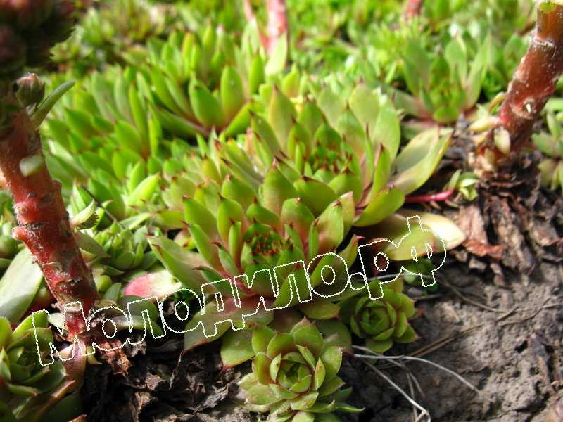 Sempervivum