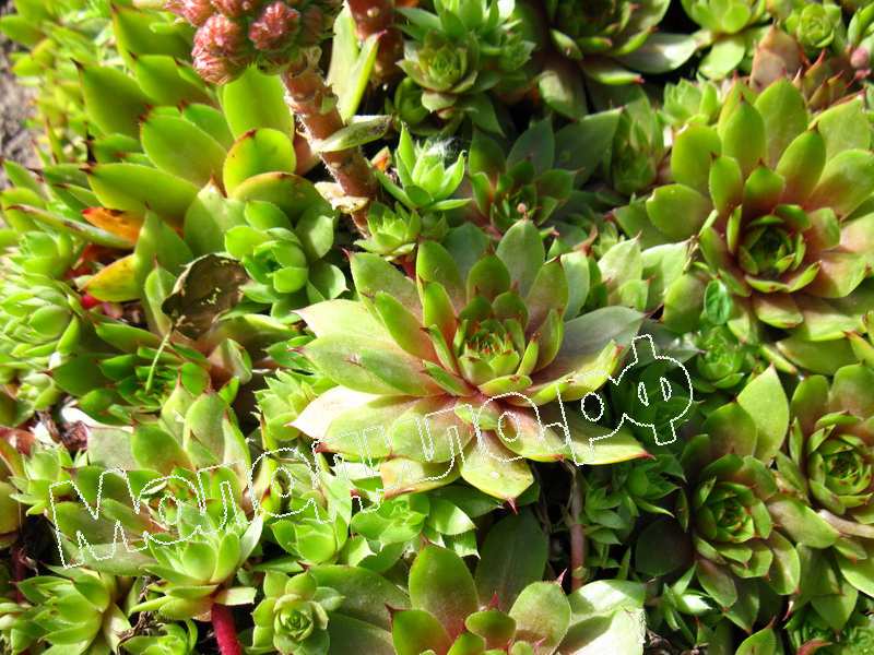 Sempervivum