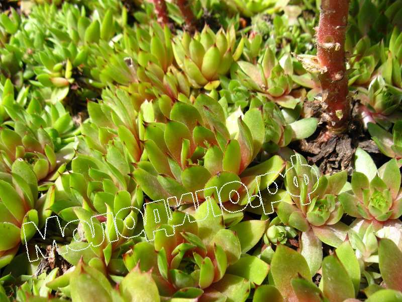 Sempervivum