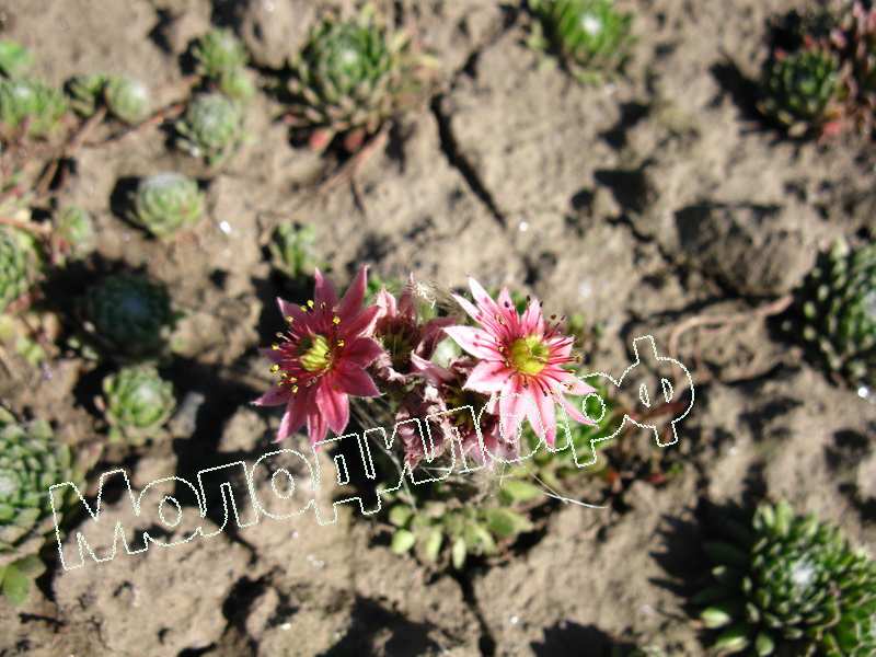 Sempervivum