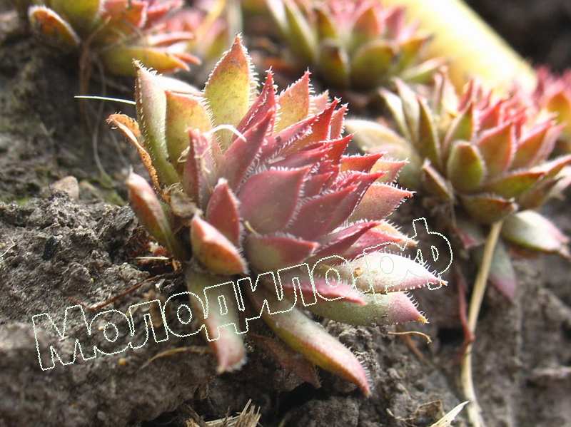 Sempervivum