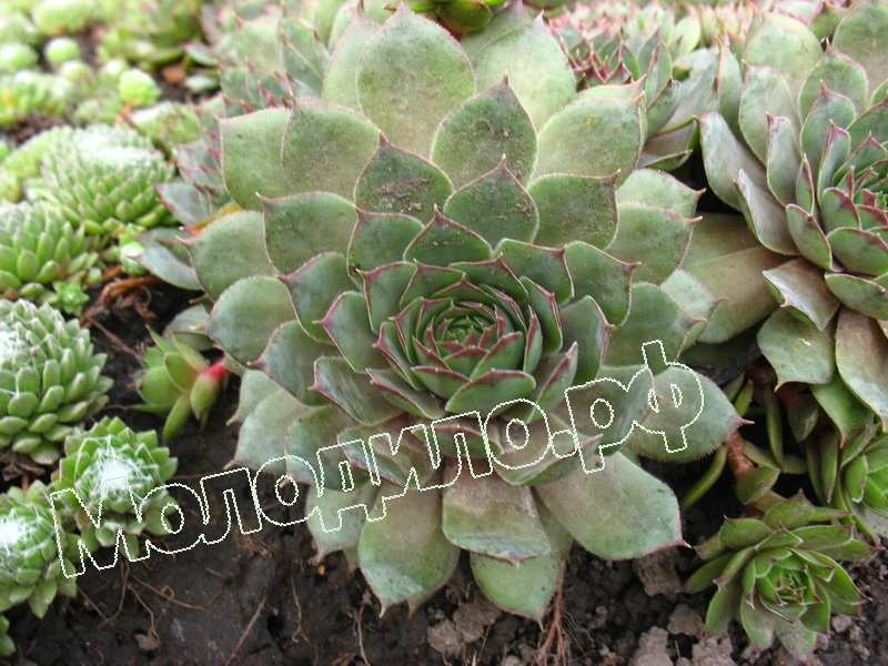 Sempervivum