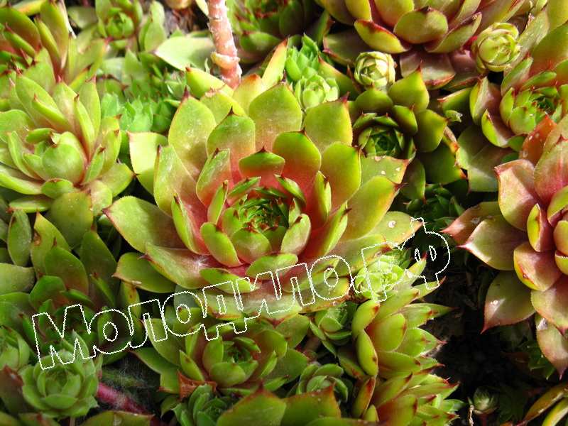 Sempervivum