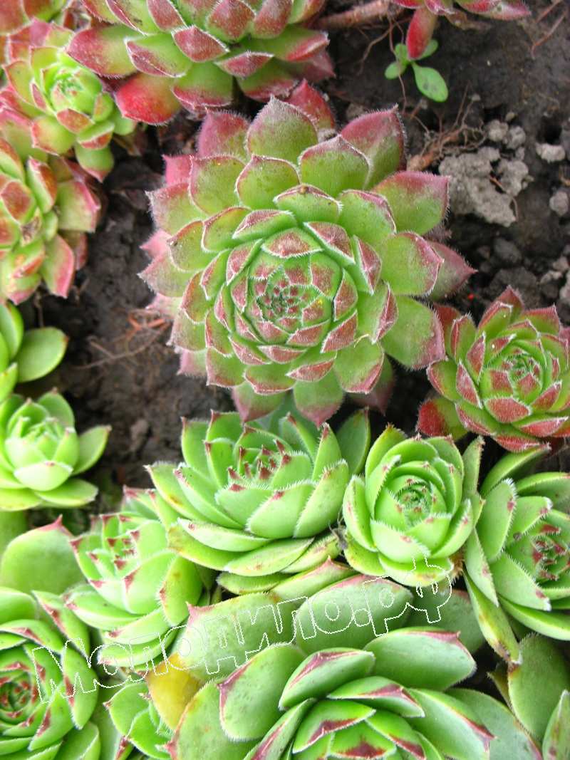 Sempervivum