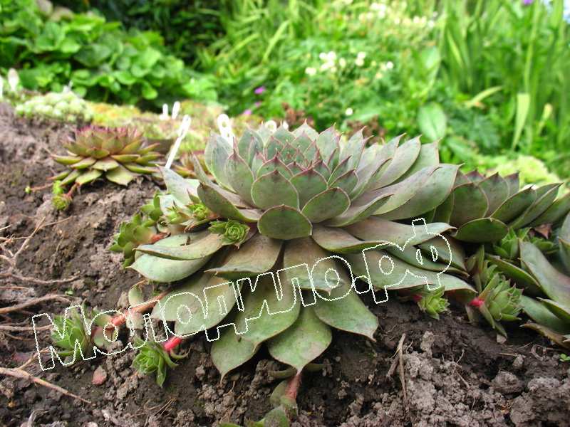 Sempervivum