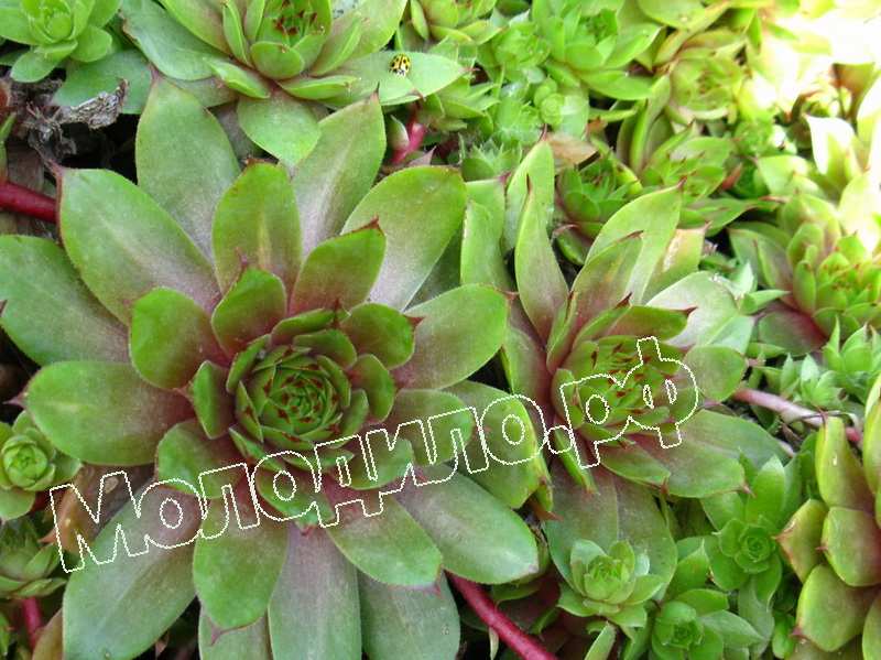 Sempervivum