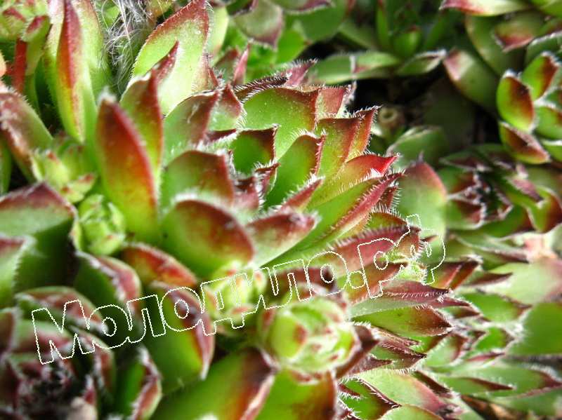 Sempervivum