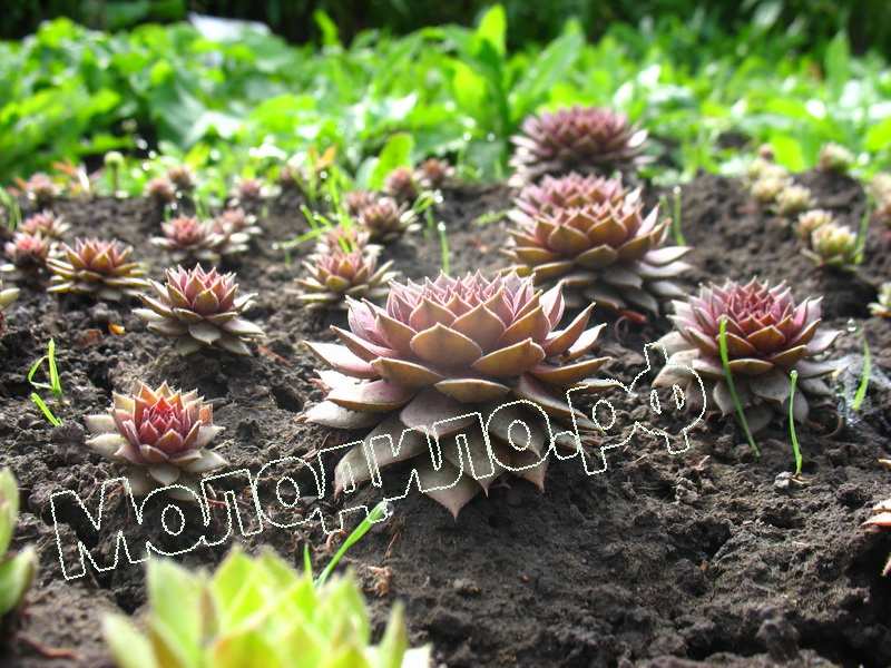 Sempervivum