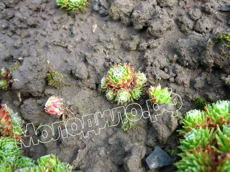 Sempervivum