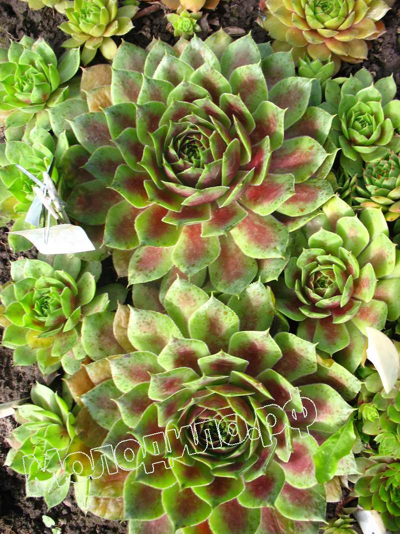 Sempervivum