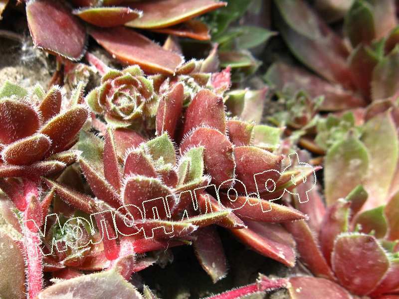 Sempervivum