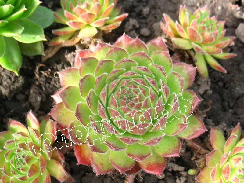 Sempervivum