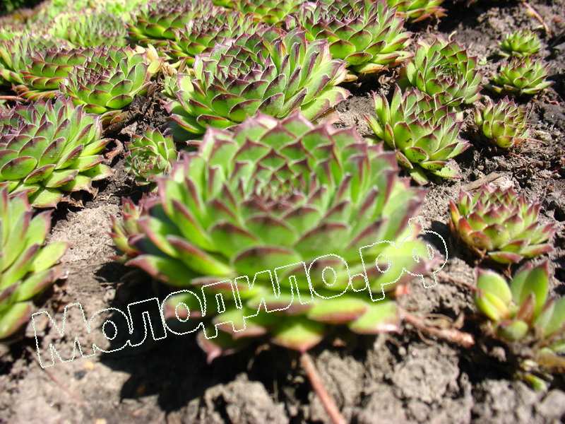 Sempervivum