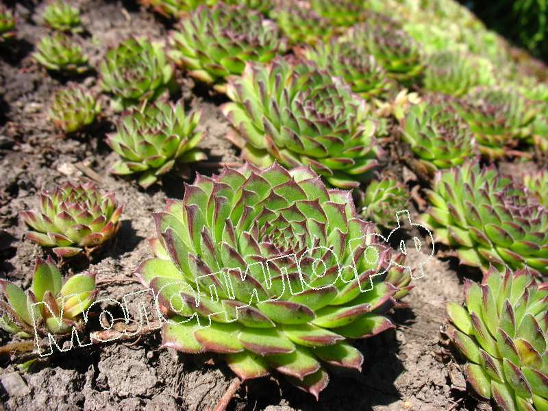 Sempervivum