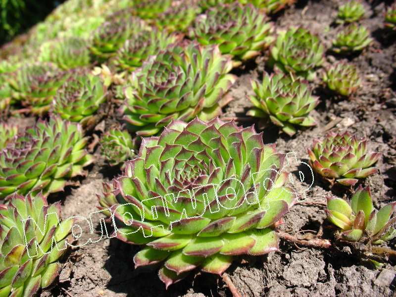 Sempervivum