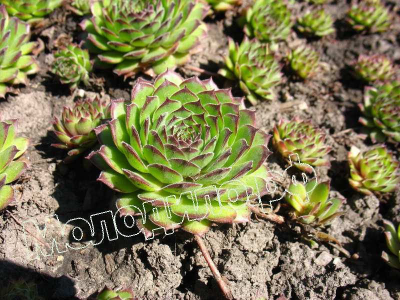 Sempervivum