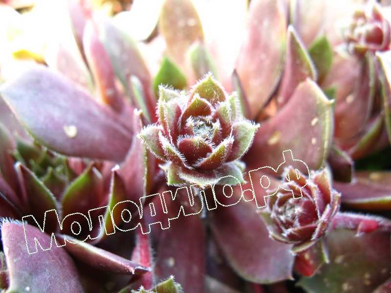 Sempervivum