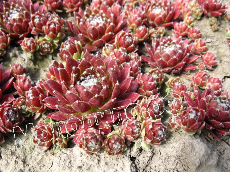 Sempervivum