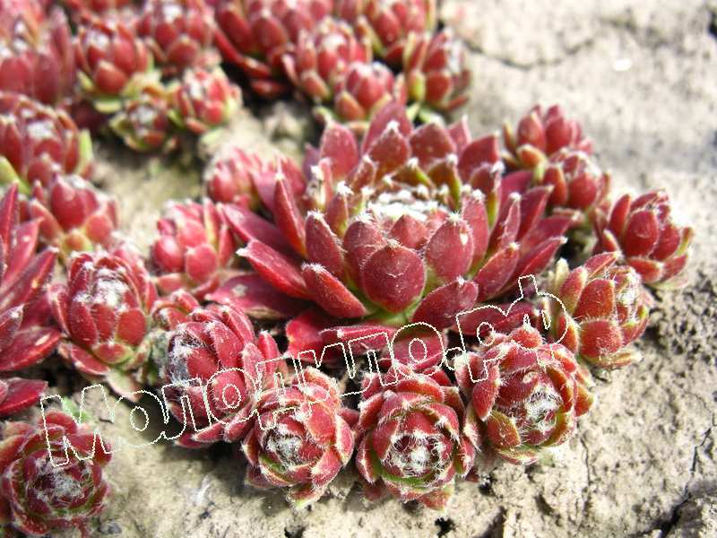 Sempervivum