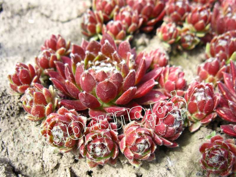 Sempervivum