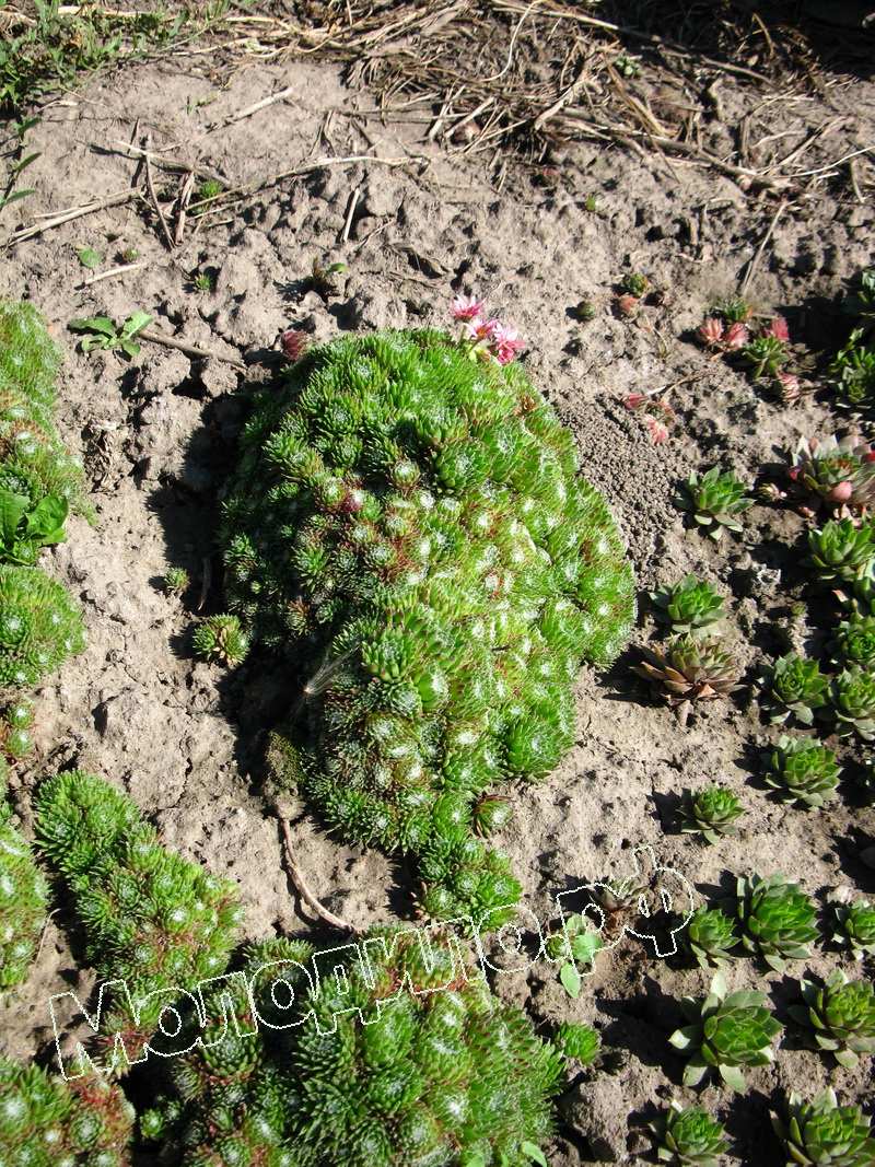 Sempervivum