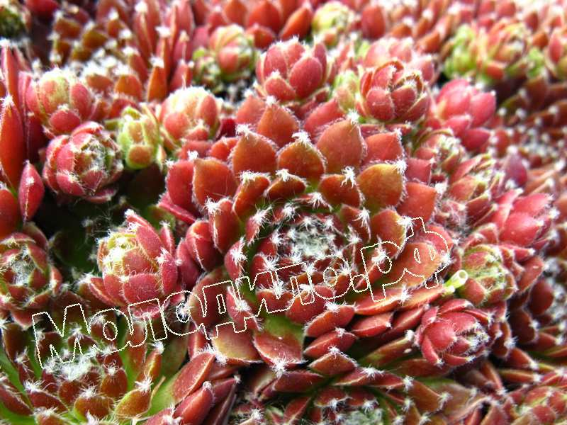 Sempervivum