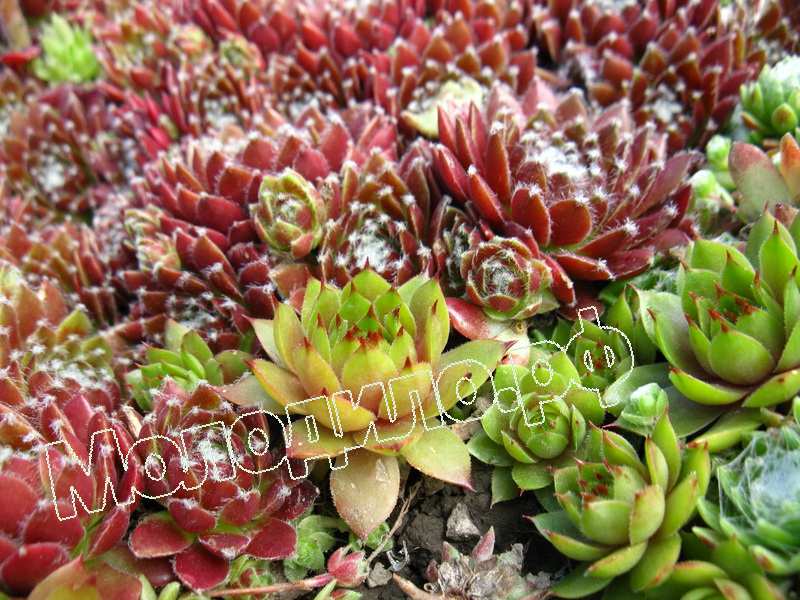 Sempervivum