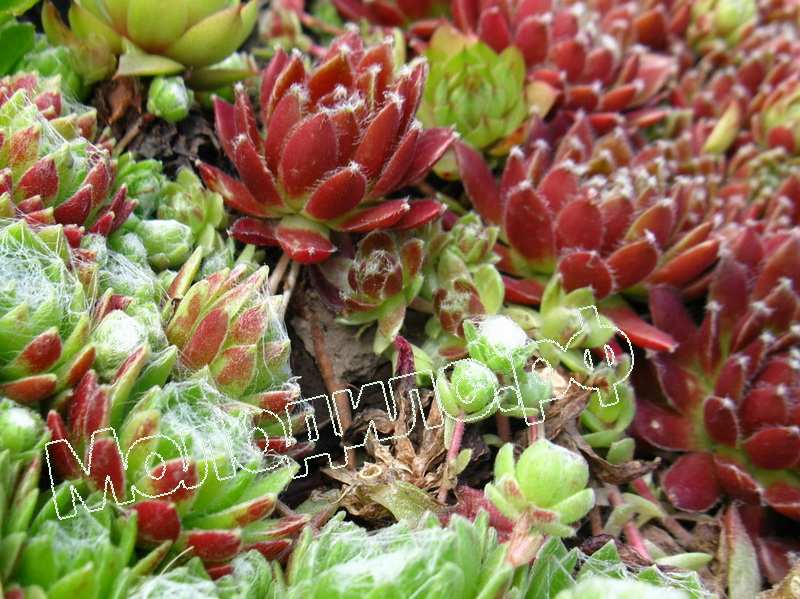 Sempervivum