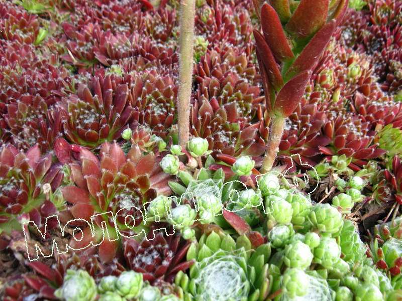 Sempervivum