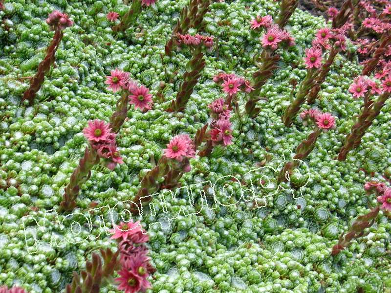 Sempervivum